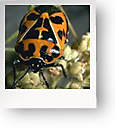 Harlequin Bugs