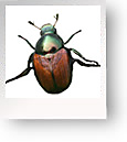 Japanese Beetles