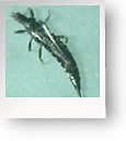 Thrips