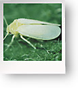 Whiteflies