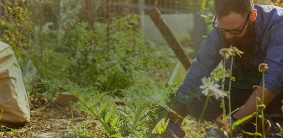 An organic vegetable garden