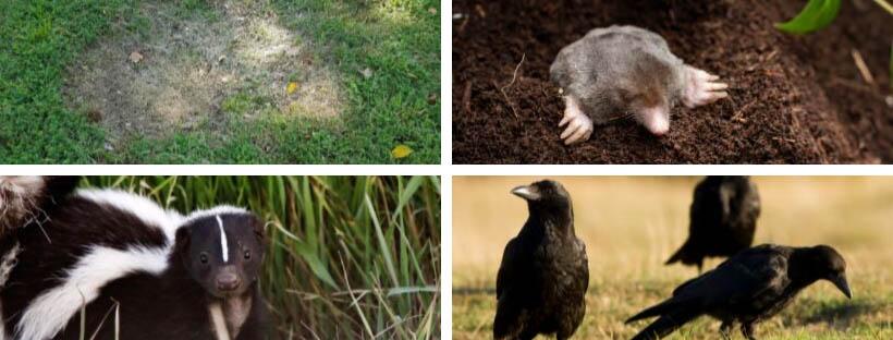 The presence of patchy grass, moles, skunks, or crows may be signs of a grub infestation