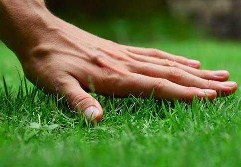 lawn-care-articles