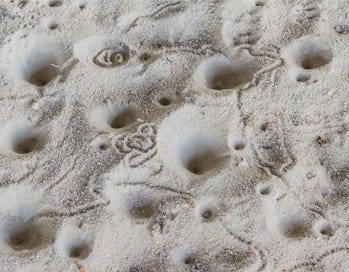 Antlion Holes in the Sand