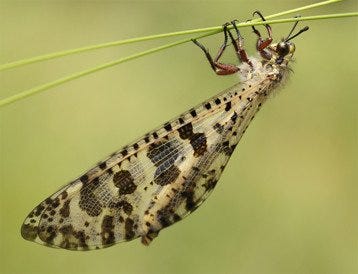Adult Antlion
