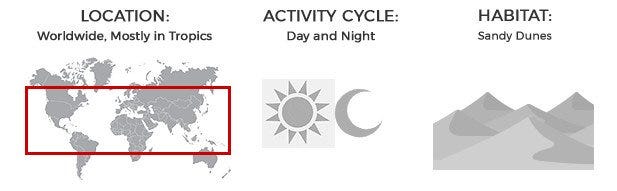 Location: Worldwide, mostly in tropics. Activity: Day and Night. Habitat: Sandy dunes, areas where bare earth is exposed
