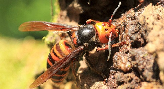 Asian Giant Hornet