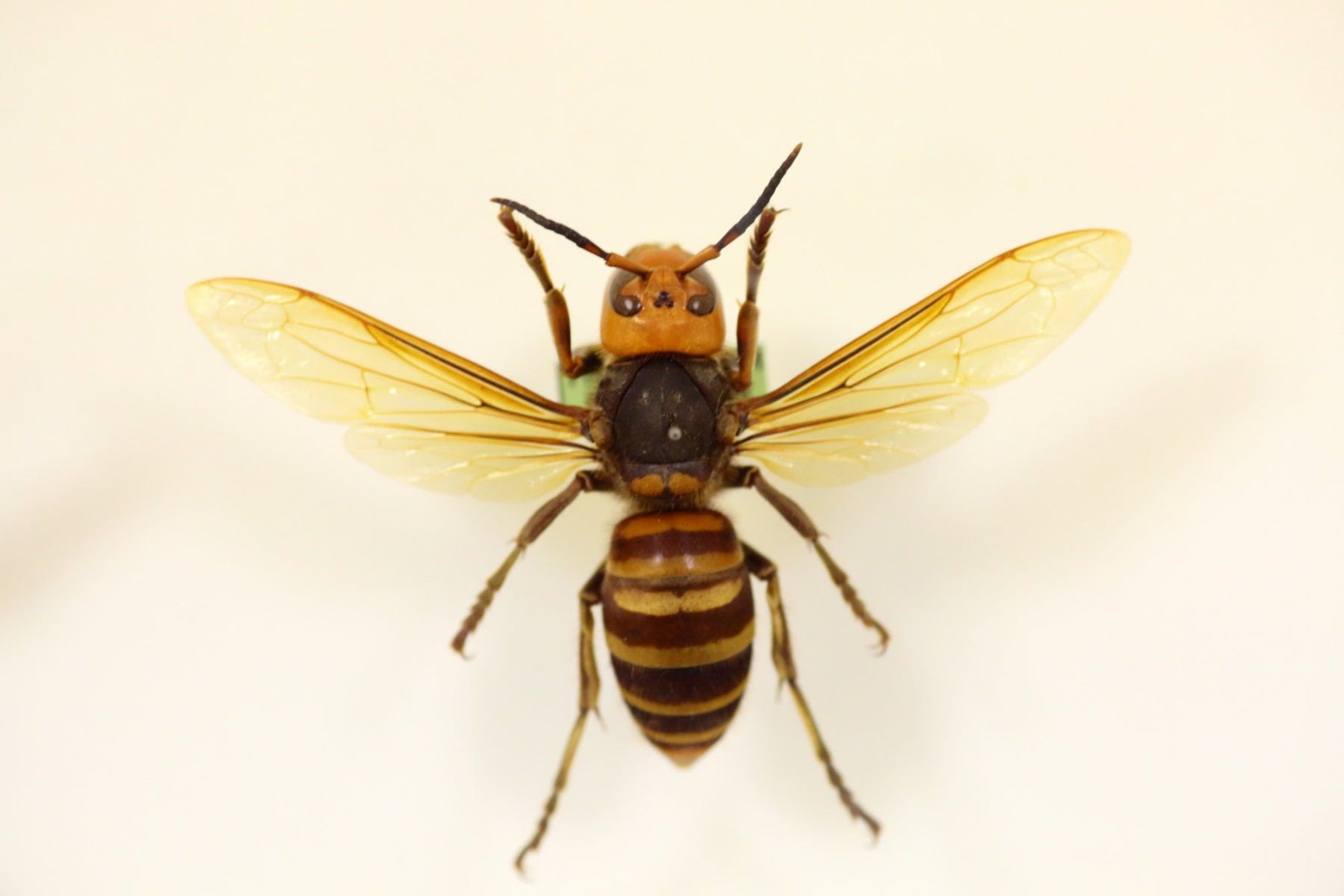 Asian Giant Hornet