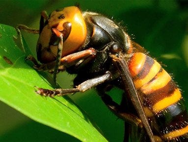 Asian giant hornet