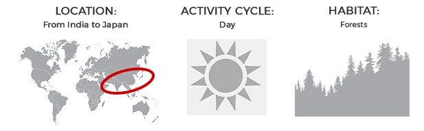 Location: From India to Japan. Activty: Day. Habitat: Forests