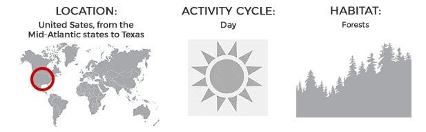 Location: United States, from the Mid-Atlantic states to Texas; Activity: Day; Habitat: Forests
