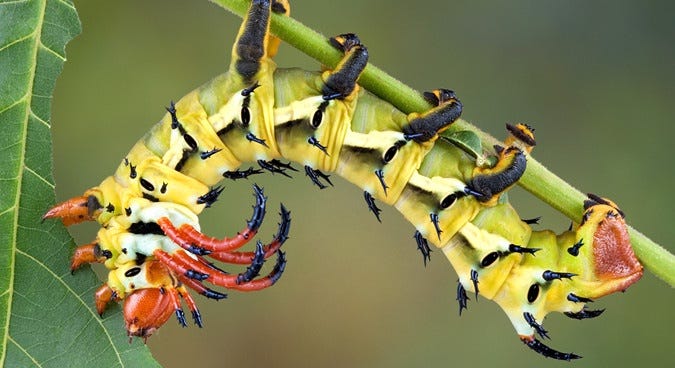 Hickory Horned Devil