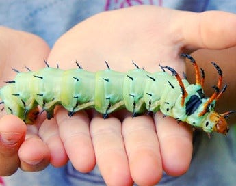 Hickory Horned Devil