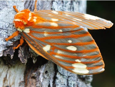Hickory Horned Devil