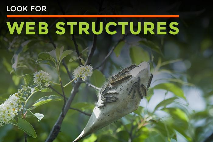 Look for web structures