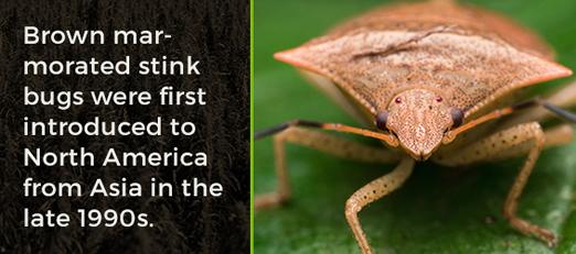 Brown marmorated stink bugs were introduced to North America from Asia in the late 90s