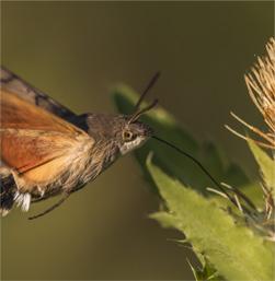 Hawk Moth