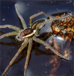 raft-spider