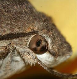 Hawk Moth