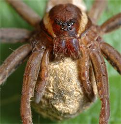 raft-spider