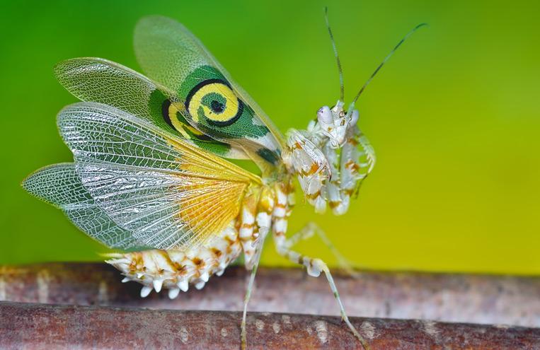 Spiny Flower Mantis