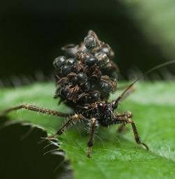 Assassin Bug carrying vanquished enemies on its back