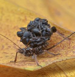 Assassin Bug with even more dead ants on its back