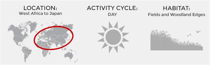 Location: West Africa to Japan. Acttivity: Day. Habitat: Fields and woodland edges.