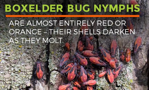 Boxelder Bug nymphs are almost entirely red or orange, and darken as they molt