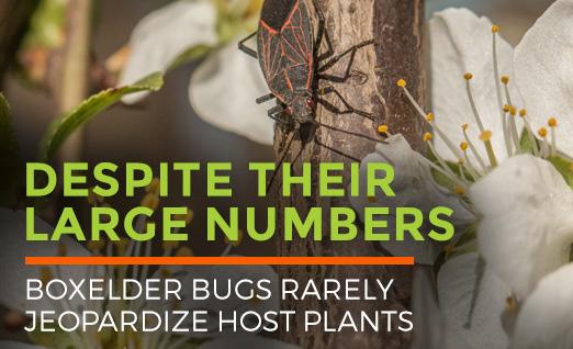 Boxelder Bugs rarely jeopardize host plants