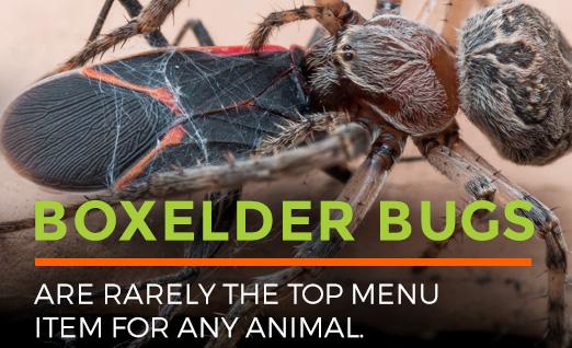 Boxelder Bugs are rarely the top menu item for any animal