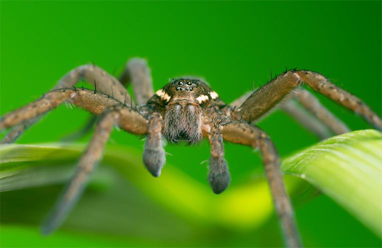 raft-spider