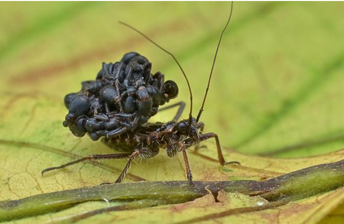 Assassin Bug