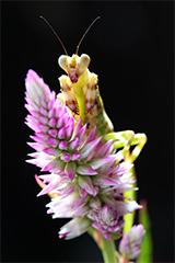 Spiny Flower Mantis