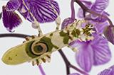 Spiny Flower Mantis