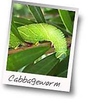 Cabbageworm