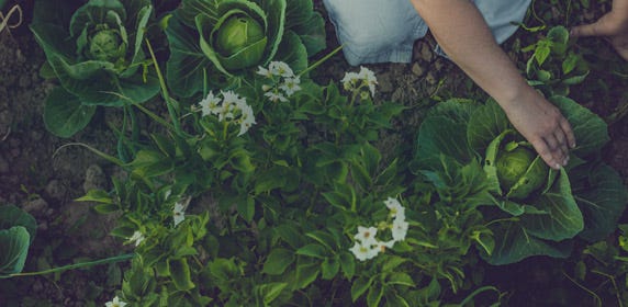 An organic vegetable garden