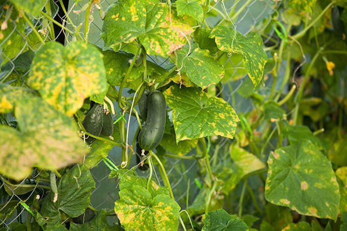 Leaves showing signs of mosaic virus