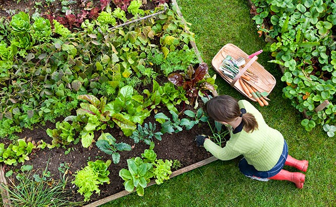 A gardener tending to her raised beds of vegetables