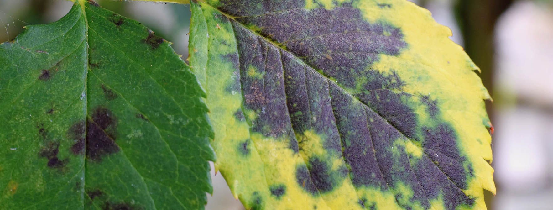 Black spot on leaves