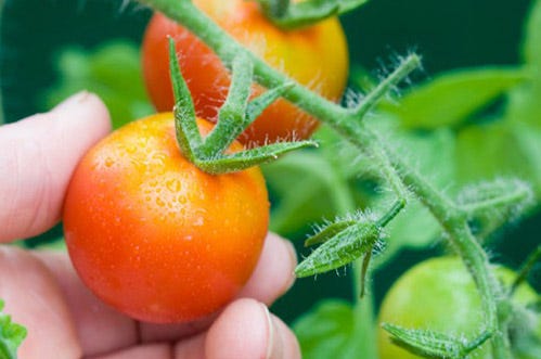 Ripe tomatoes being picked from the vine