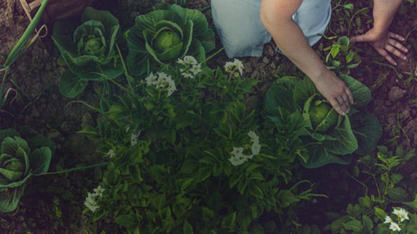 a woman working in her garden