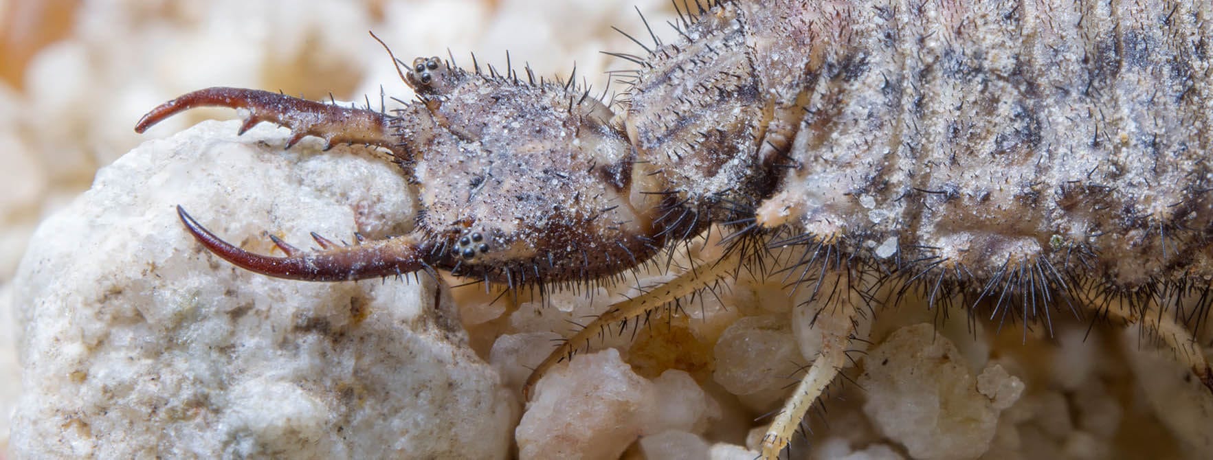 Antlions