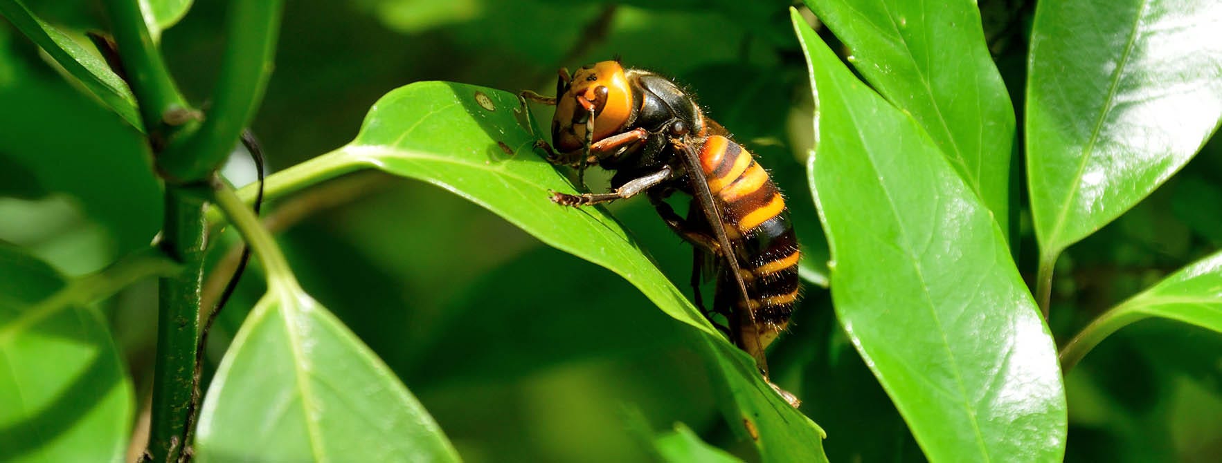 Asian Giant Hornet