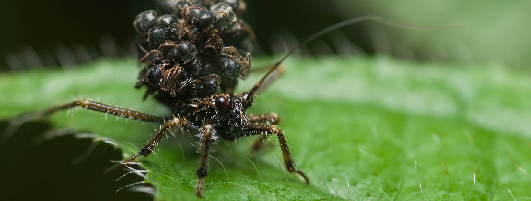 Assassin Bug