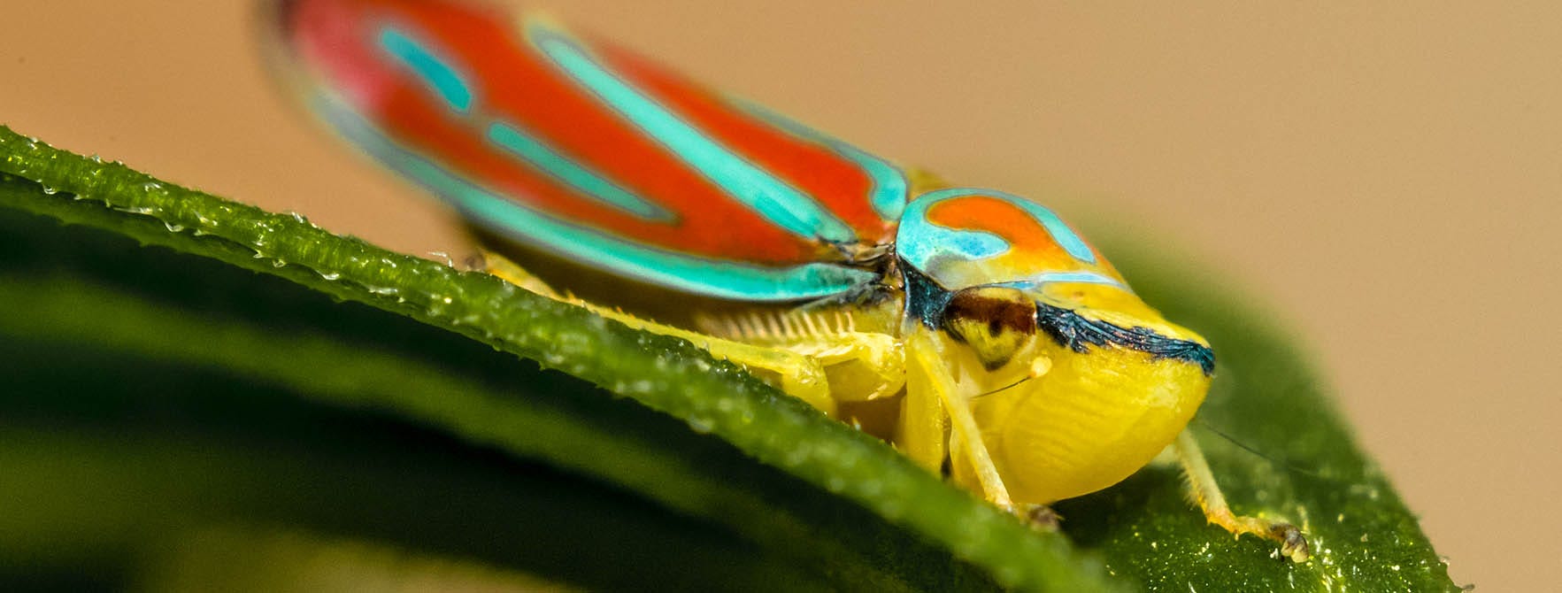 Candy Striped Leafhopper