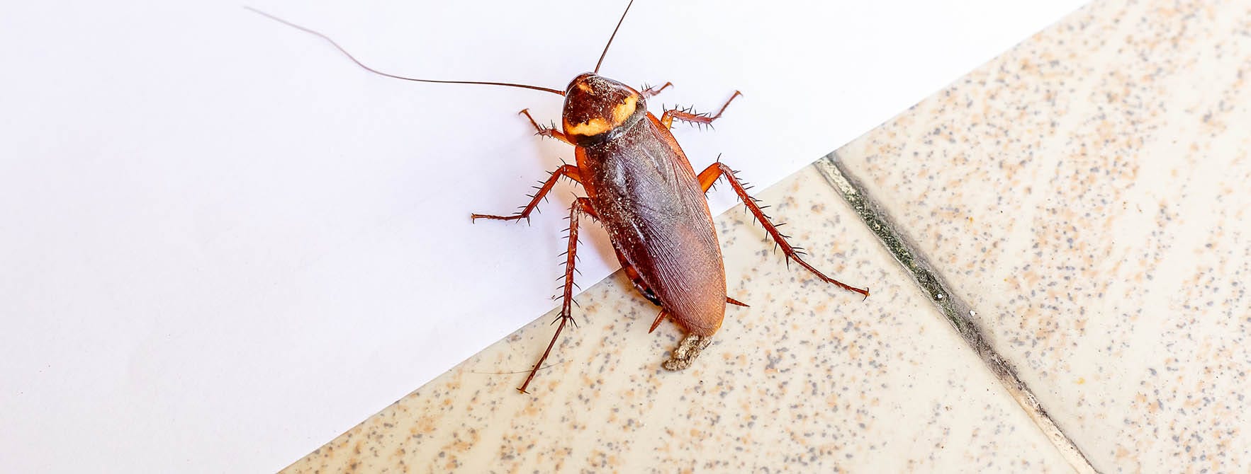Cockroach Facts | All About Roaches | Roach Control