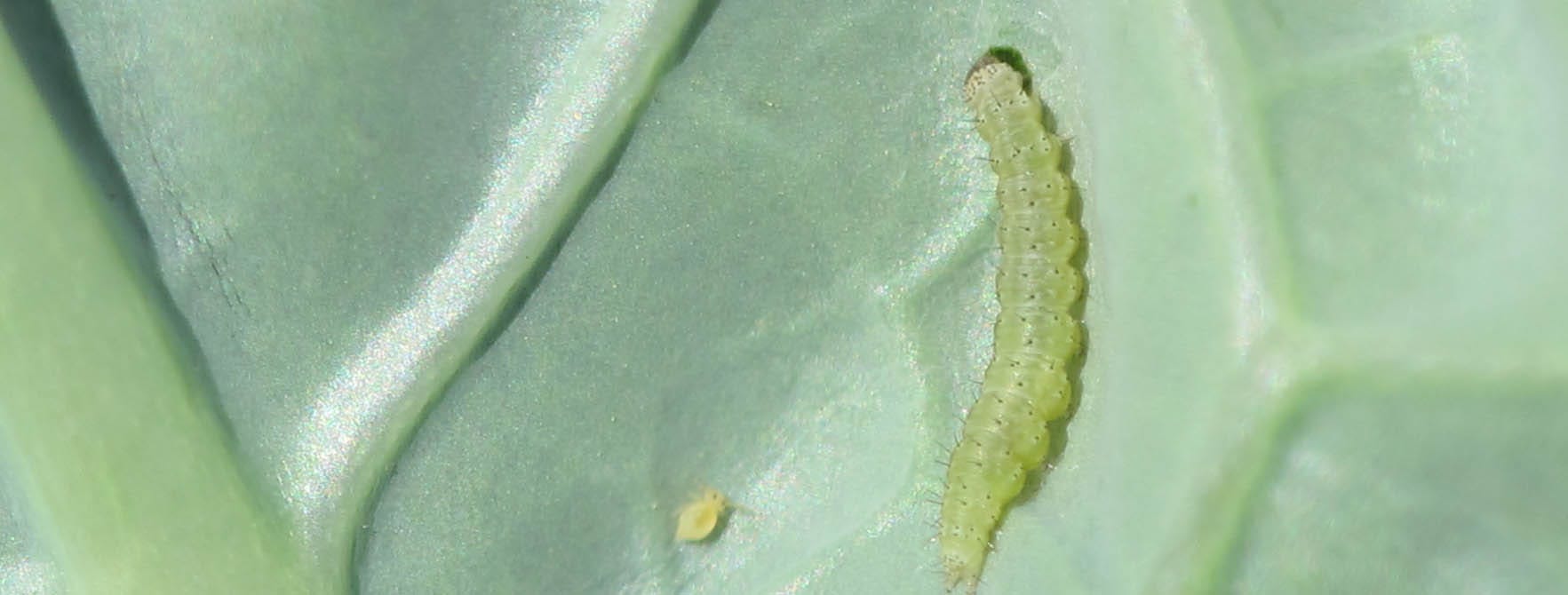 Diamondback Moth Larvae