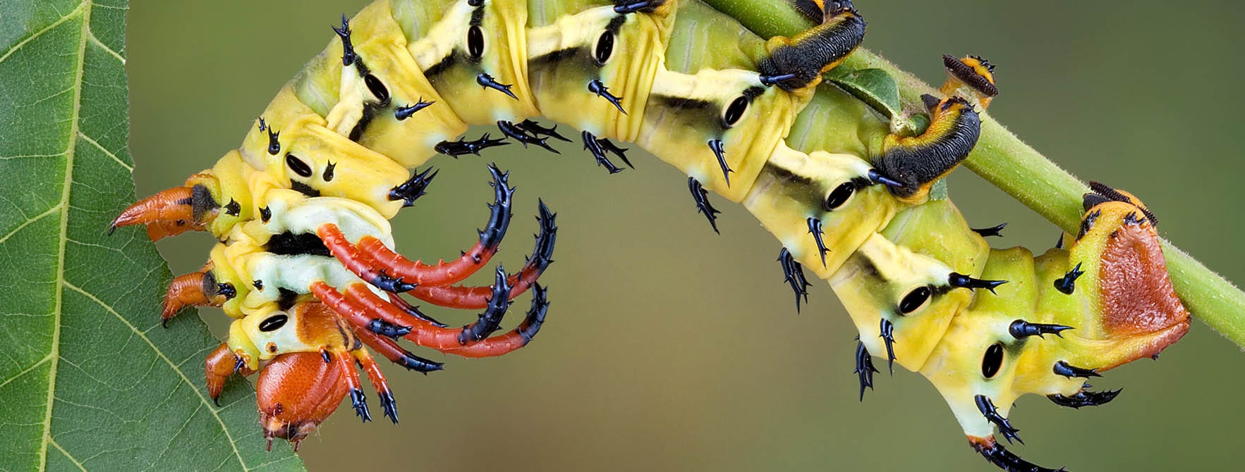 Hickory Horned Devil