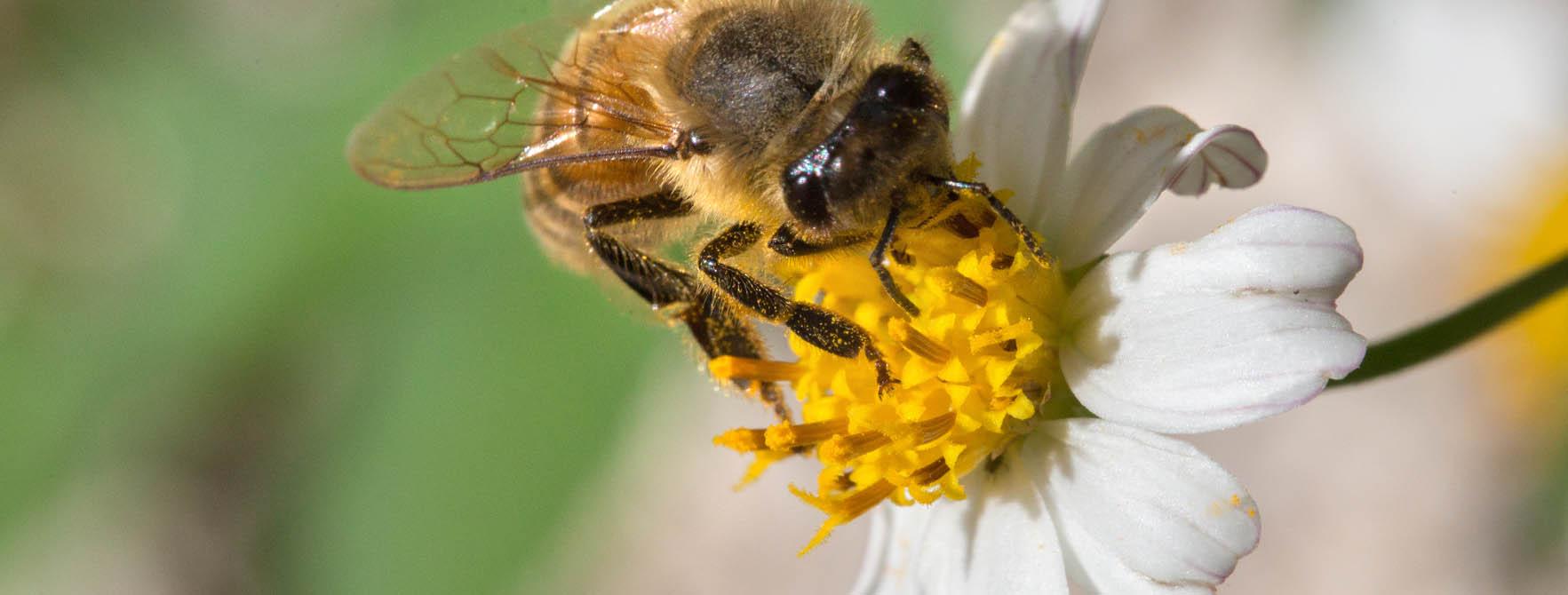 Honeybee feeding on a flower